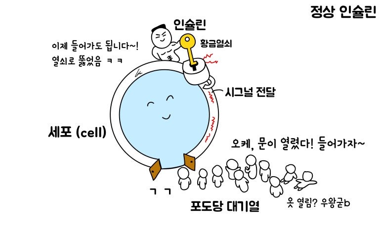 고인슐린혈증의 원인과 증상, 치료: 분비, 저항성