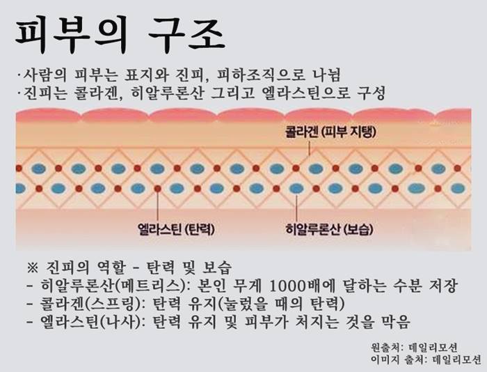 콜라겐 가다랭이 엘라스틴 주입의 효과