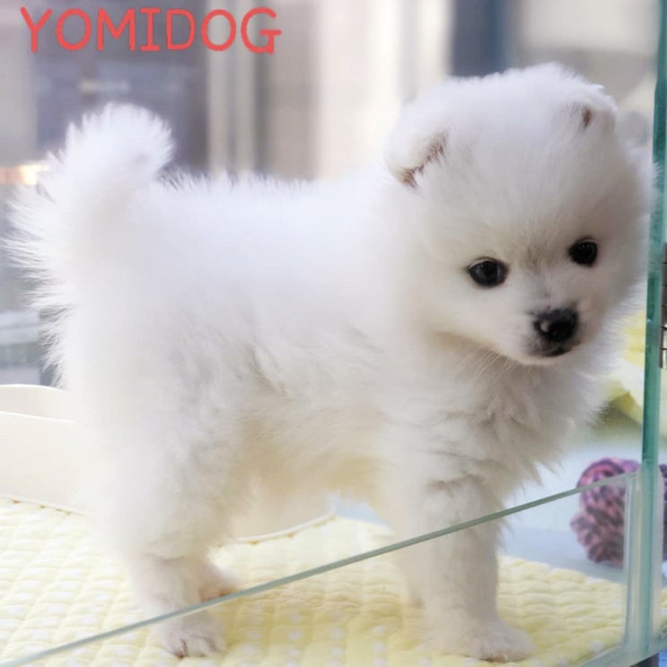  제주시 노형 귀요미 댕댕이 분양 도민혜택팁!