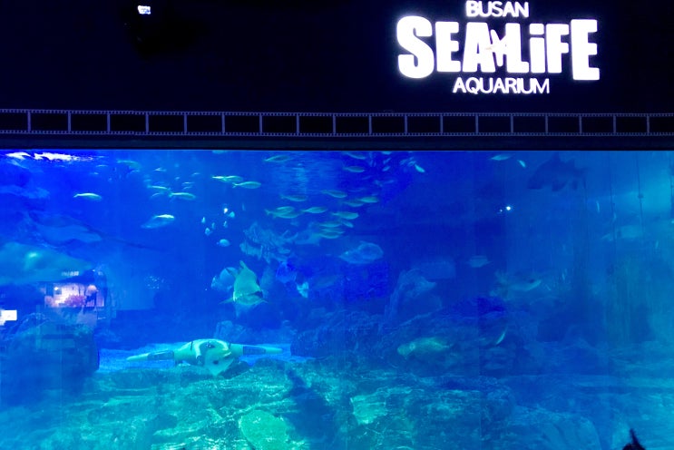  부산여행 2일차 / #해운대 #아쿠아리움 #SEALIFE