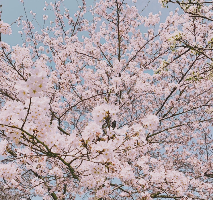  수원 벚꽃 명소, 서호 호수 