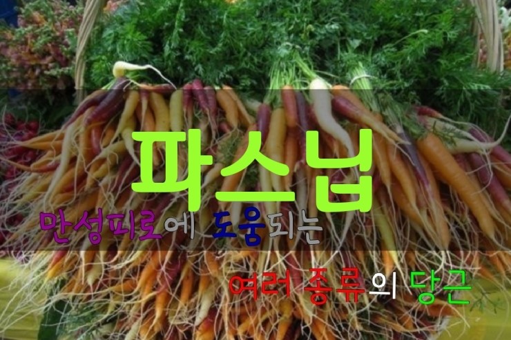 만성피로를 해소해 줄 식재료 당근, 자색당근, 하얀당근 파스닙-천기누설 357회