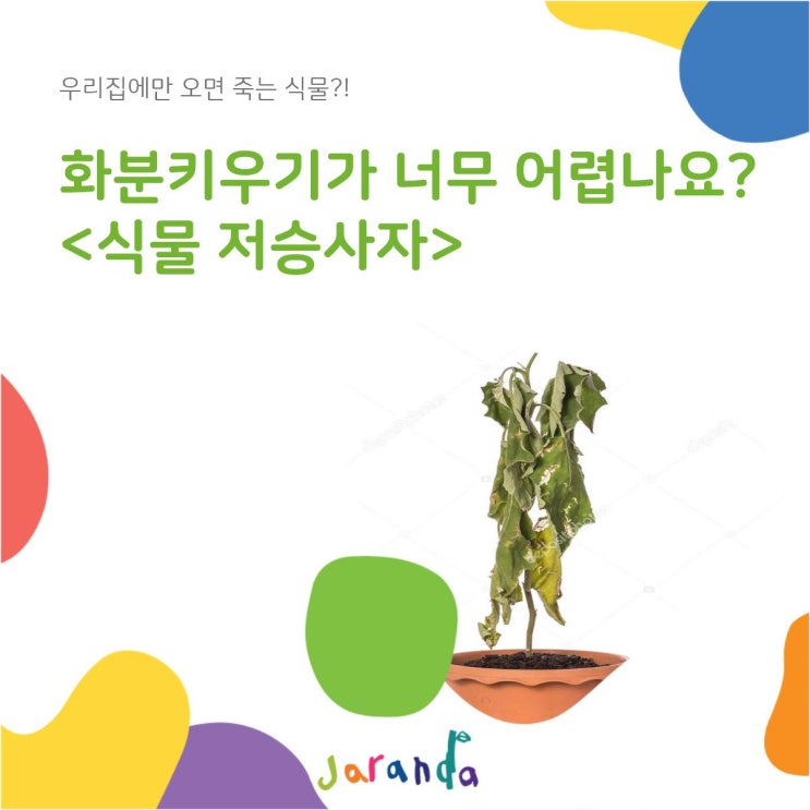  선인장도 죽여본 똥손을 위한 전시회 <식물저승사자> & 키우기쉬운 미세먼지 공기정화식물 추천