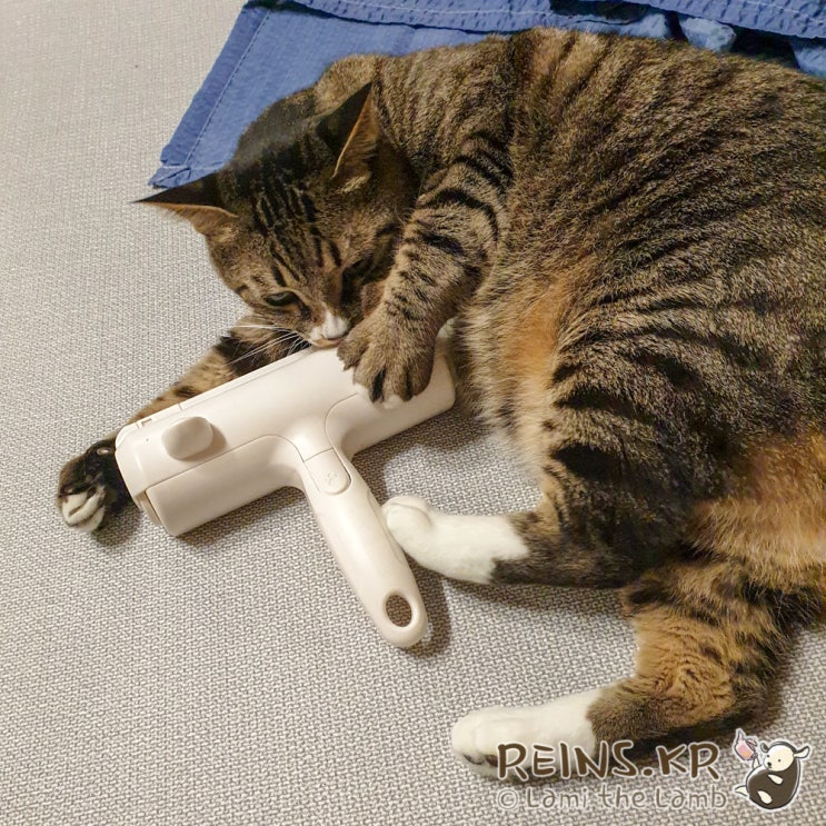  고양이 털제거용 생활지인 반영구 돌돌이 (베스트토레서+파쿠파쿠롤러)