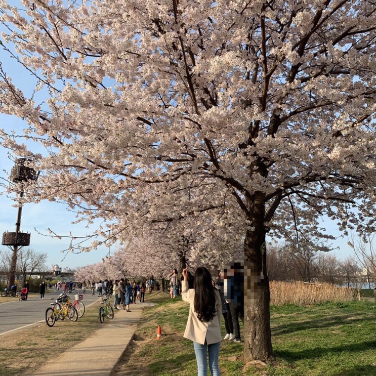  여의도 한강 벚꽃축제️(라고 쓰고 사람파티 라고 읽는다)