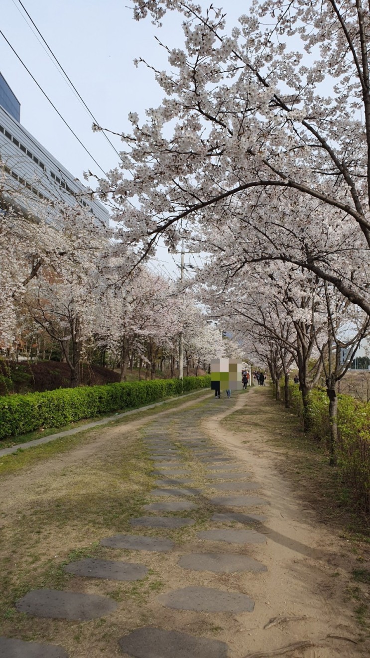 반가워 벚꽃. 우리동네 벚꽃명소 장지천 벚꽃길.