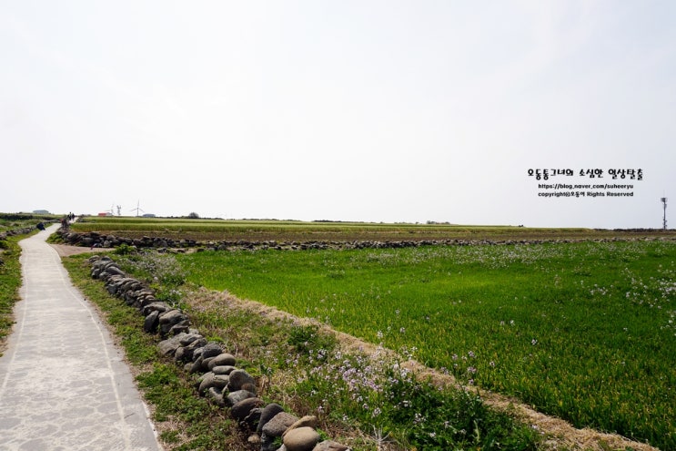  제주도 가볼만한곳 가파도 배편 알고 가자 !