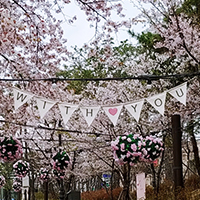 [일상] 석촌호수 벚꽃축제, 점심시간 틈새 꽃놀이