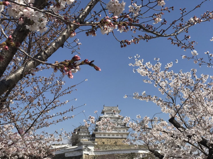 &lt;오사카 근교 소도시여행&gt; 히메지(姫路) 히메지성 벚꽃여행