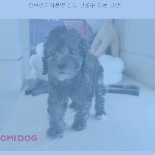  충주강아지분양 감동 받을수견 있는 공간!