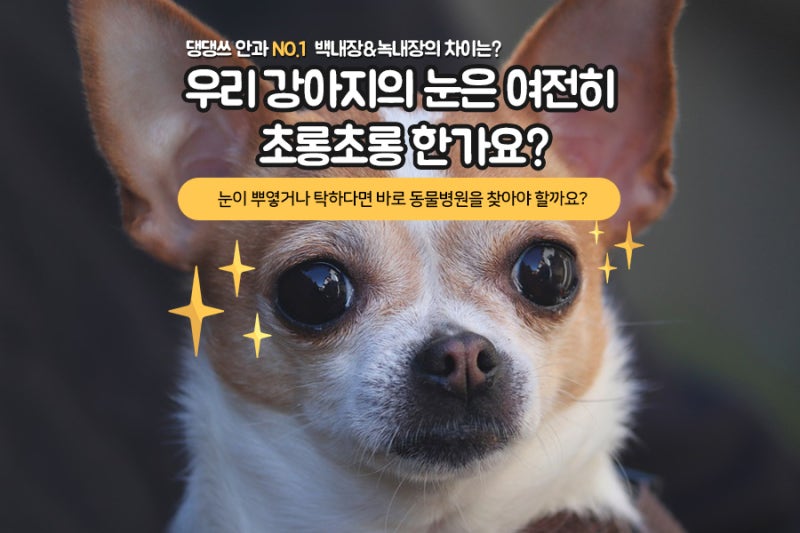 강아지 눈병 실명 부르는 백내장 원인 녹내장 초기 증상