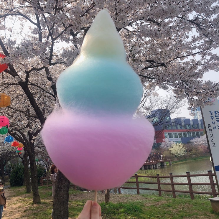  광주 운천저수지 봄 벚꽃 나들이