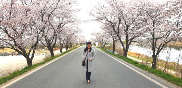 Where to go to see spring blossom in Jeonju - Hannero blossom street