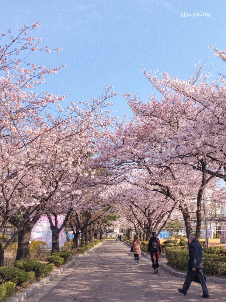  4월, 벚꽃나들이 : 서촌 정독도서관