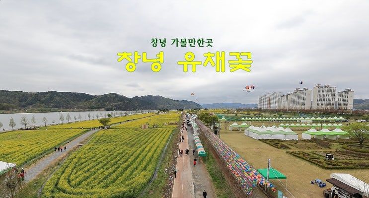  창녕 가 볼 만한 곳 창녕 유채꽃 축제