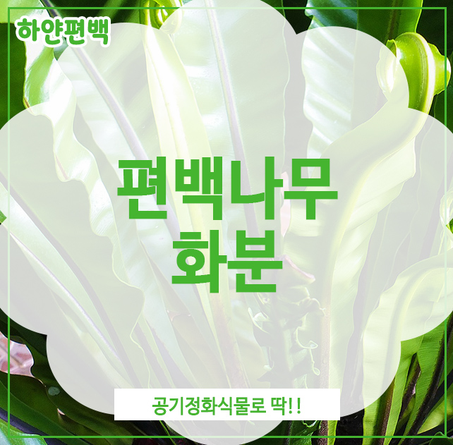  편백나무화분, 공기정화식물로 딱!!