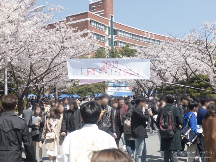 신라대학교 벚꽃축제 숨겨진 부산 벚꽃명소