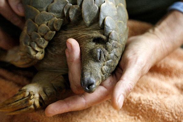  Seizure of 14 Tons of Pangolin Scales in Singapore Sets a Dismal Record : 싱가폴에서 천산갑 껍질 15톤 압수, 음울한 기록을 남기다