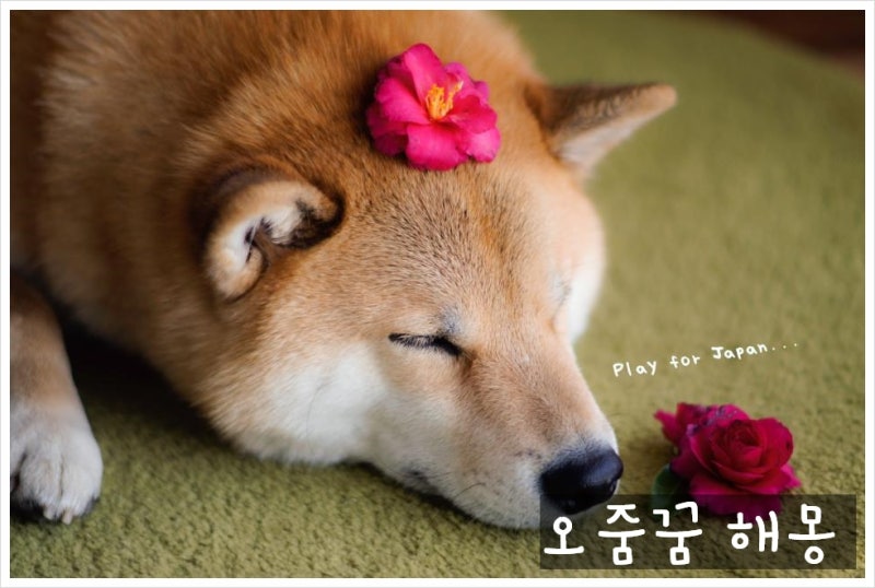 오줌꿈 해몽 소변꿈 오줌누는꿈 상황별 풀이 모음