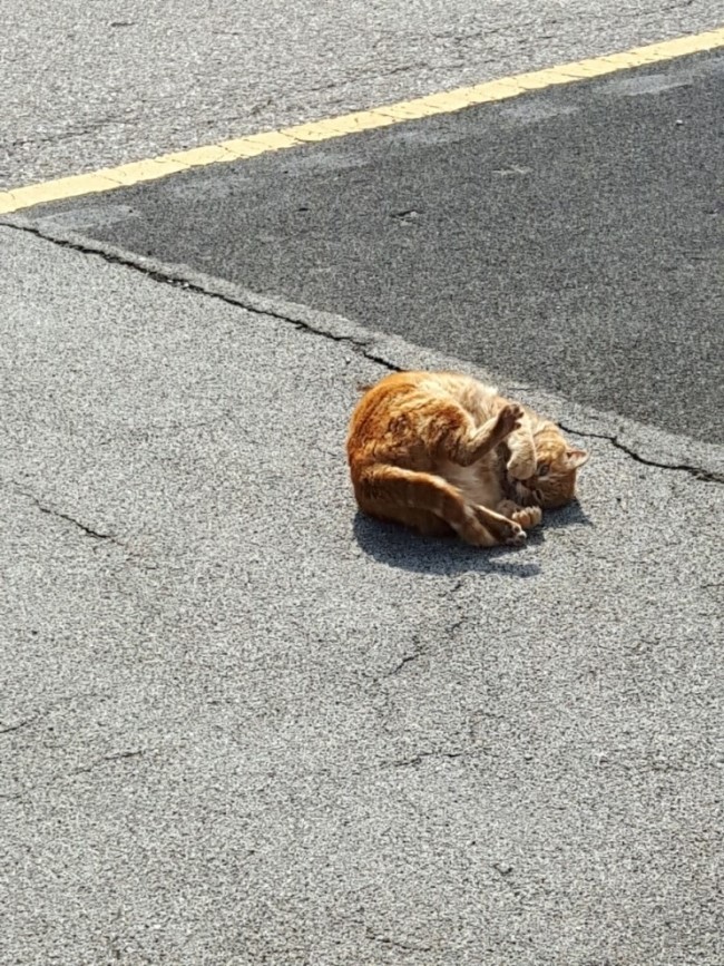  사랑스러운 길냥이 나비