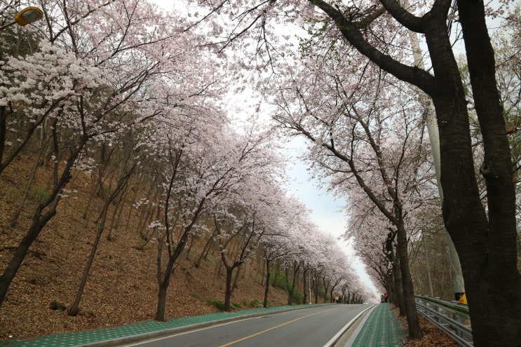  [평택여행] 평택 벚꽃 명소 '은혜로' 4월 11일 실시간 현황