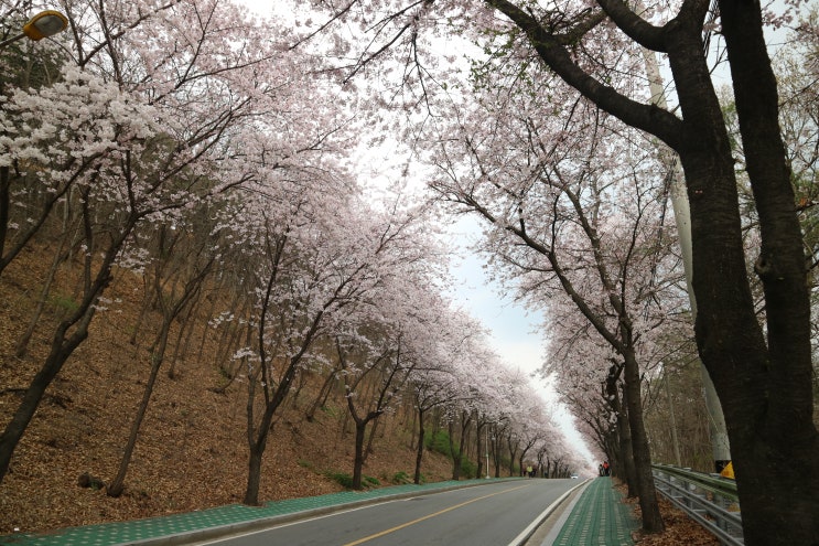 [평택여행] 평택 벚꽃 명소 '은혜로' 4월 11일 실시간 현황