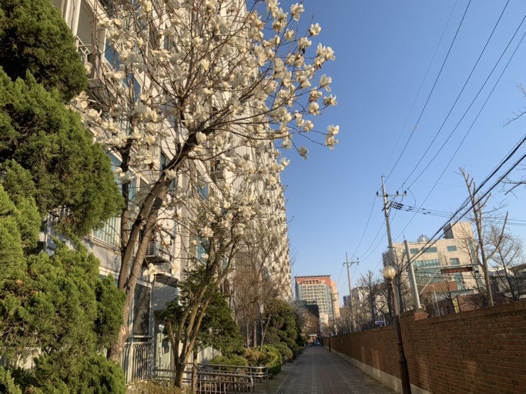  DAY 68, 봄날은 간다