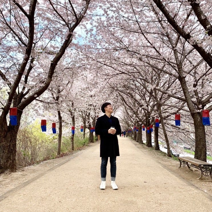 서울 벚꽃 명소, 나만 알고싶은 안양천 벚꽃길 +주차팁