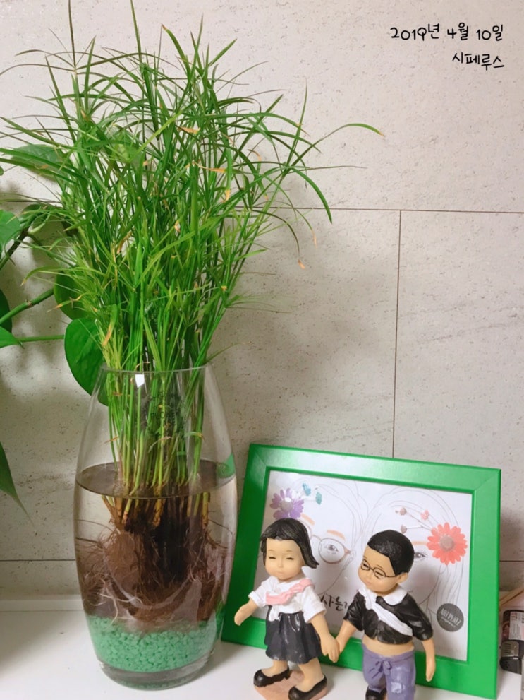  Gosunny garden ; 시페루스 수경재배