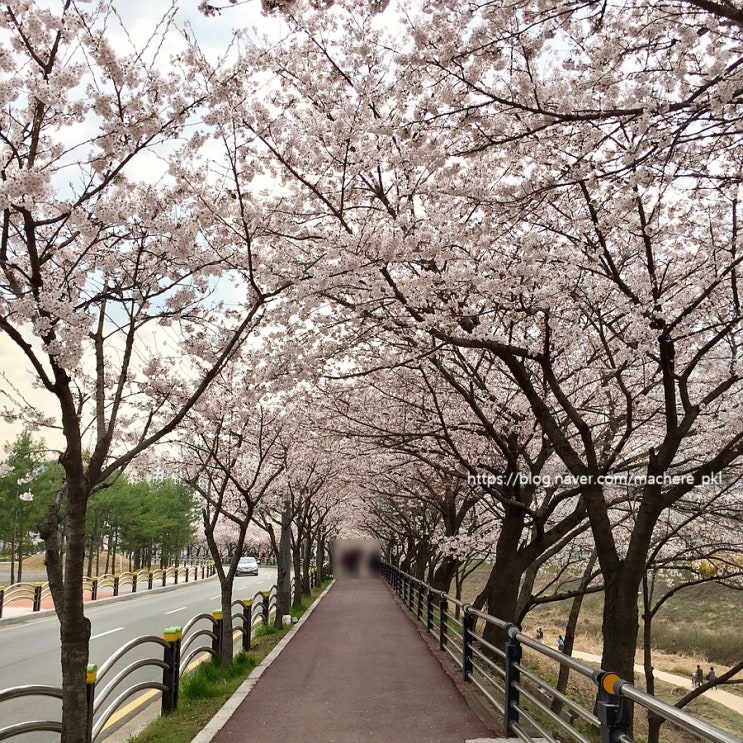  2019 벚꽃놀이 @하남