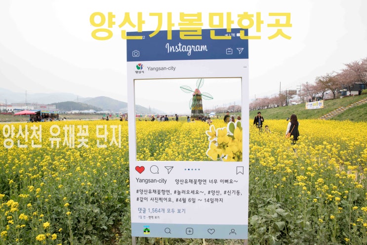  [양산가볼만한곳]양산 유채꽃 축제 즐기기