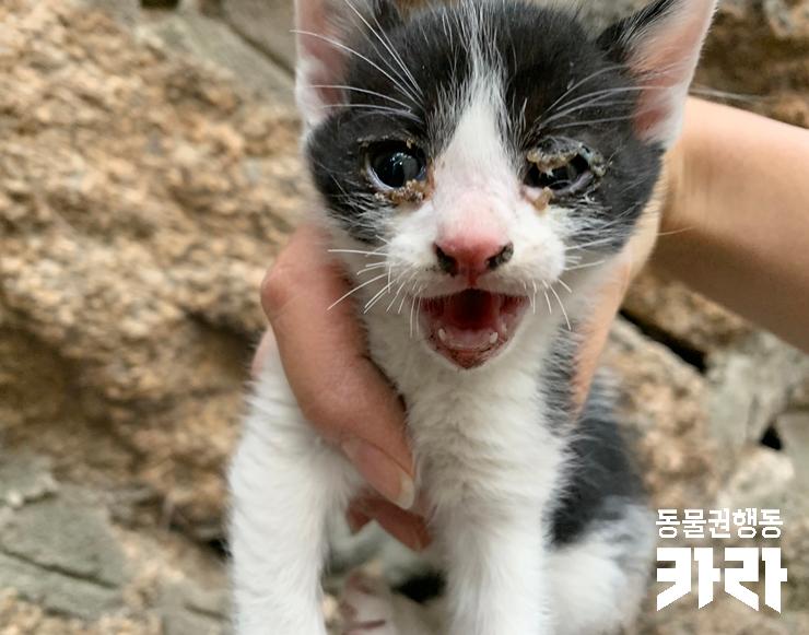  [구조] 성미산 환풍구 벽사이에서 구조된 '환희'