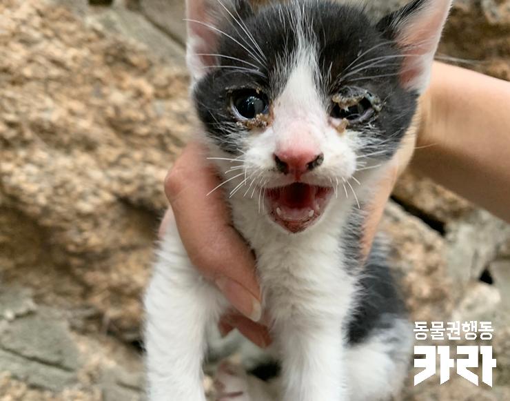 [구조] 성미산 환풍구 벽사이에서 구조된 '환희'