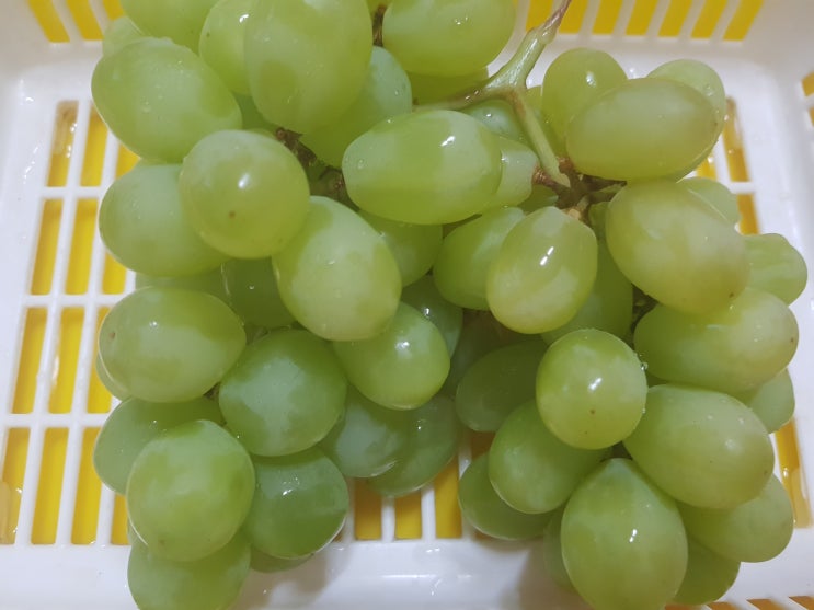 청포도 구입요령 및 칼로리, 효능 알아보자