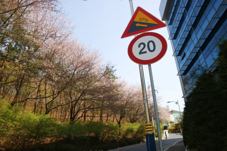  서울 벚꽃 명소: 서대문 안산 벚꽃길, 홍제천 꽃길만 걷자