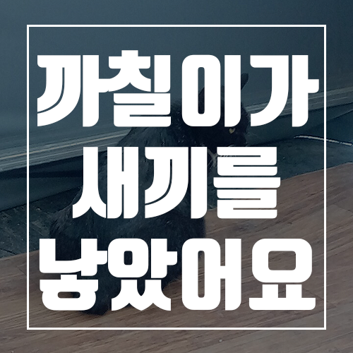  완도전복마을의 마스코트! 까칠이가 새끼를 낳았어요 (feat. 고양이 출산)