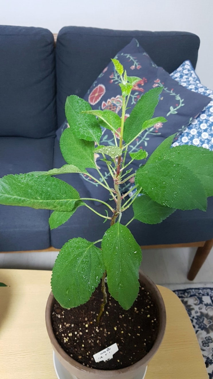 1년된 사과키우기