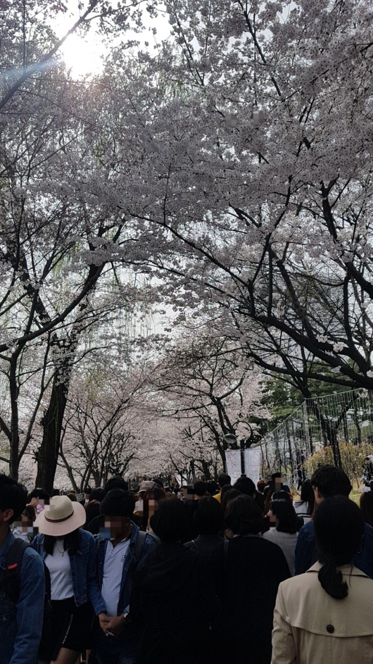 석촌호수 벚꽃축제.. 차라리.. 거기말고 요기로 추천!