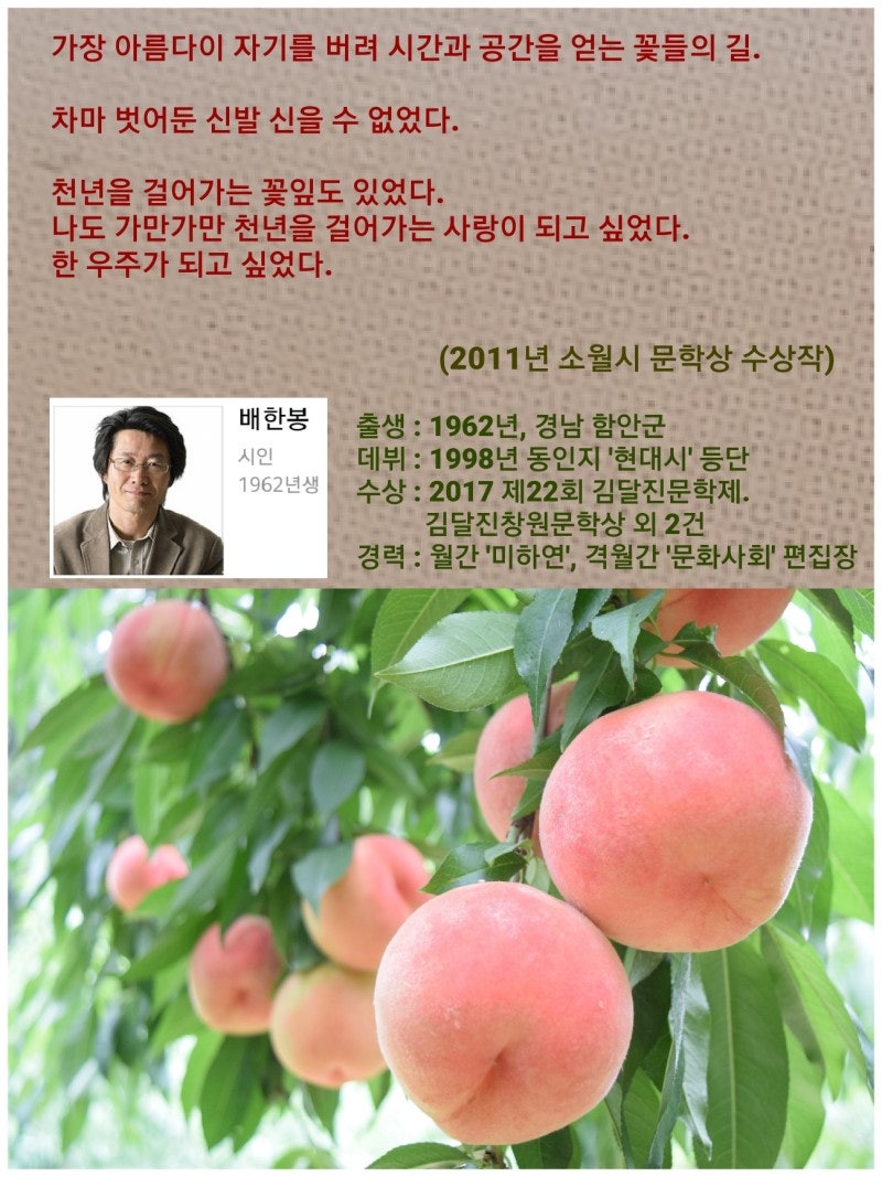 4월 12일. 한국의 탄생화 / 복사나무 (복사꽃) : 네이버 블로그