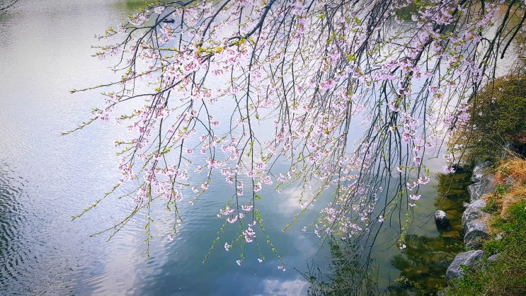 독일 정통 요리 블루메쯔,  분당 중앙공원 벚꽃 산책