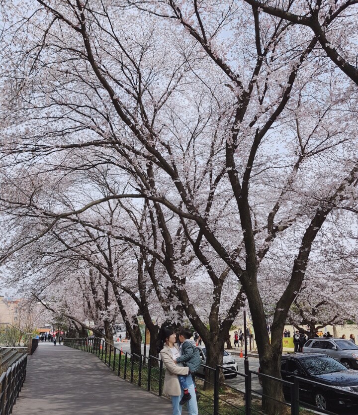  벚꽃구경코스 순천향대학교 캠퍼스 벚꽃구경