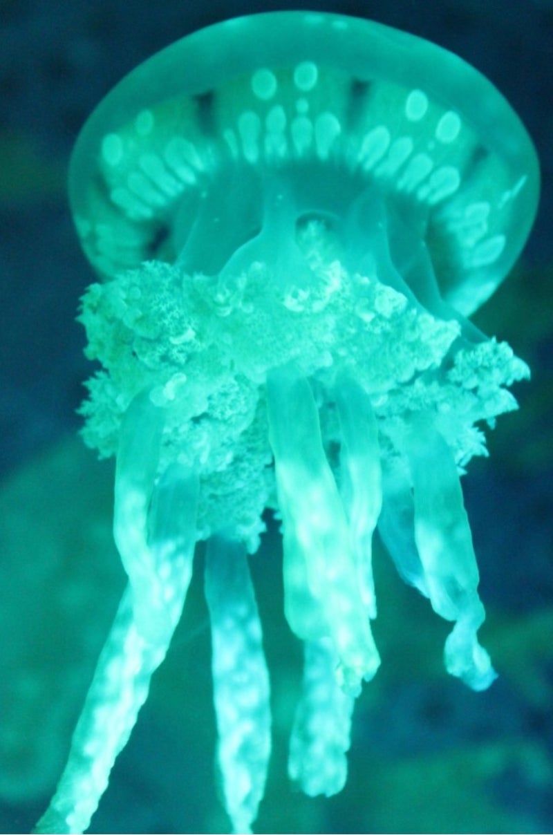 부산아쿠아리움 동물 이름 유래 : 네이버 블로그, image size:800x1208