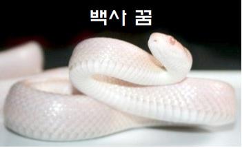  백사 꿈 백사 죽이는꿈 잡는꿈 보는꿈 백사한테 물리는꿈 해몽