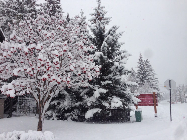 [캐나다의생활] Banff밴프에서 겨울이란? 눈눈눈️️️ 캐나다 밴프 생활