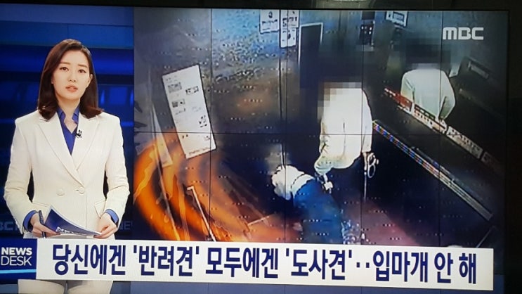  당신에겐 '반려견' 모두에겐 '도사견'…입마개 안 해