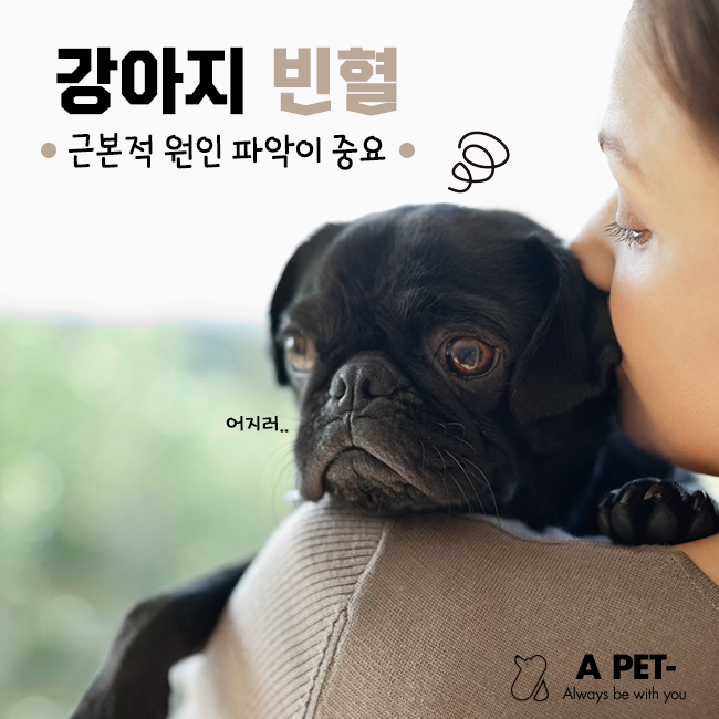  강아지빈혈, 근본적 원인을 찾아 치료해야 한다!