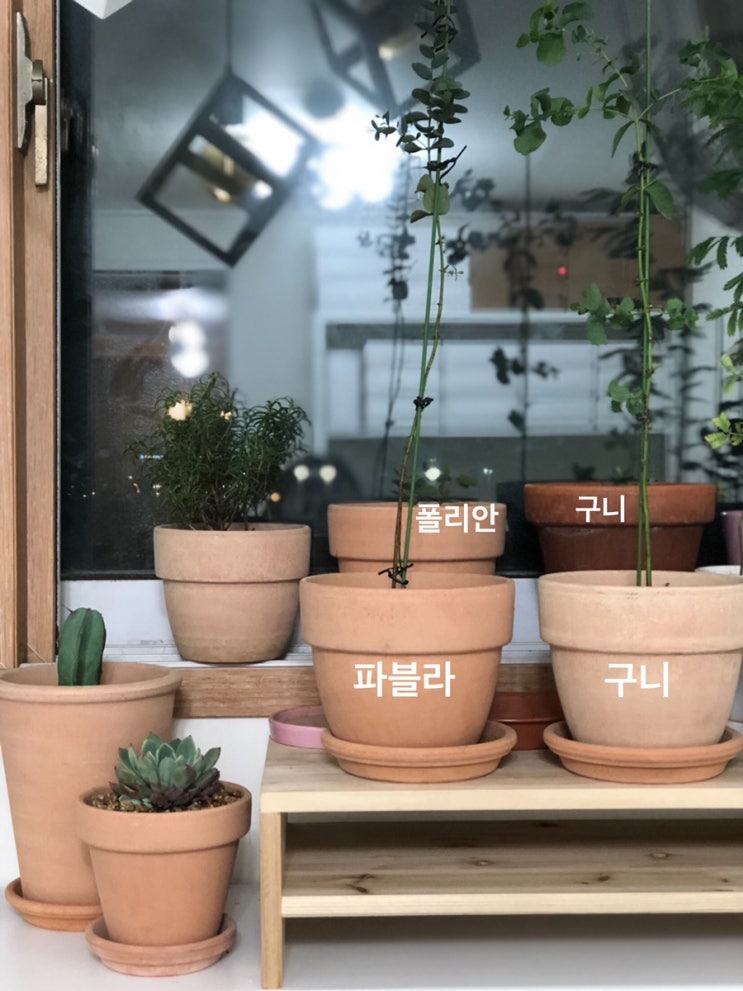  [식물일기190410] 유칼립투스 키우기 - 성장기록1