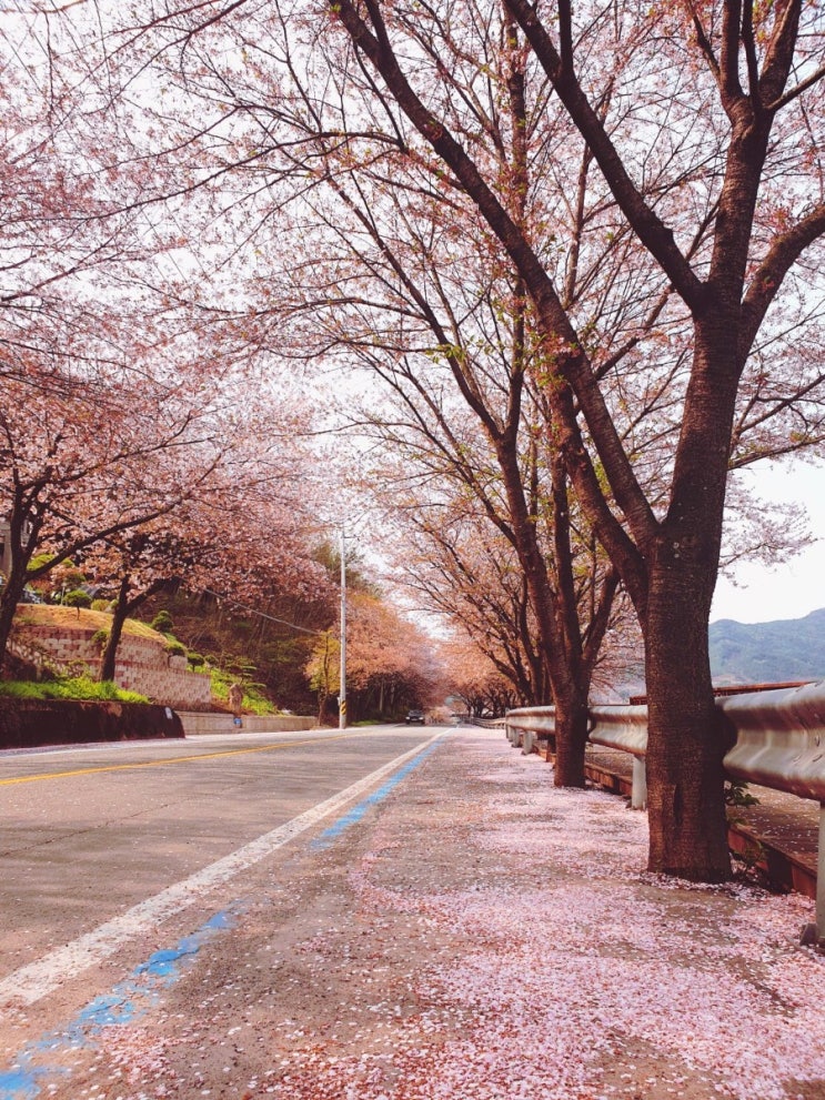  벚꽃구간 지나 가버나움지역