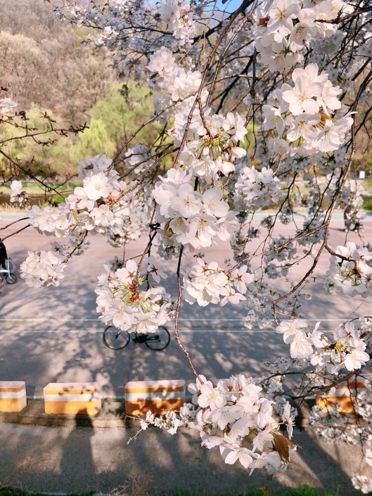  봄 날