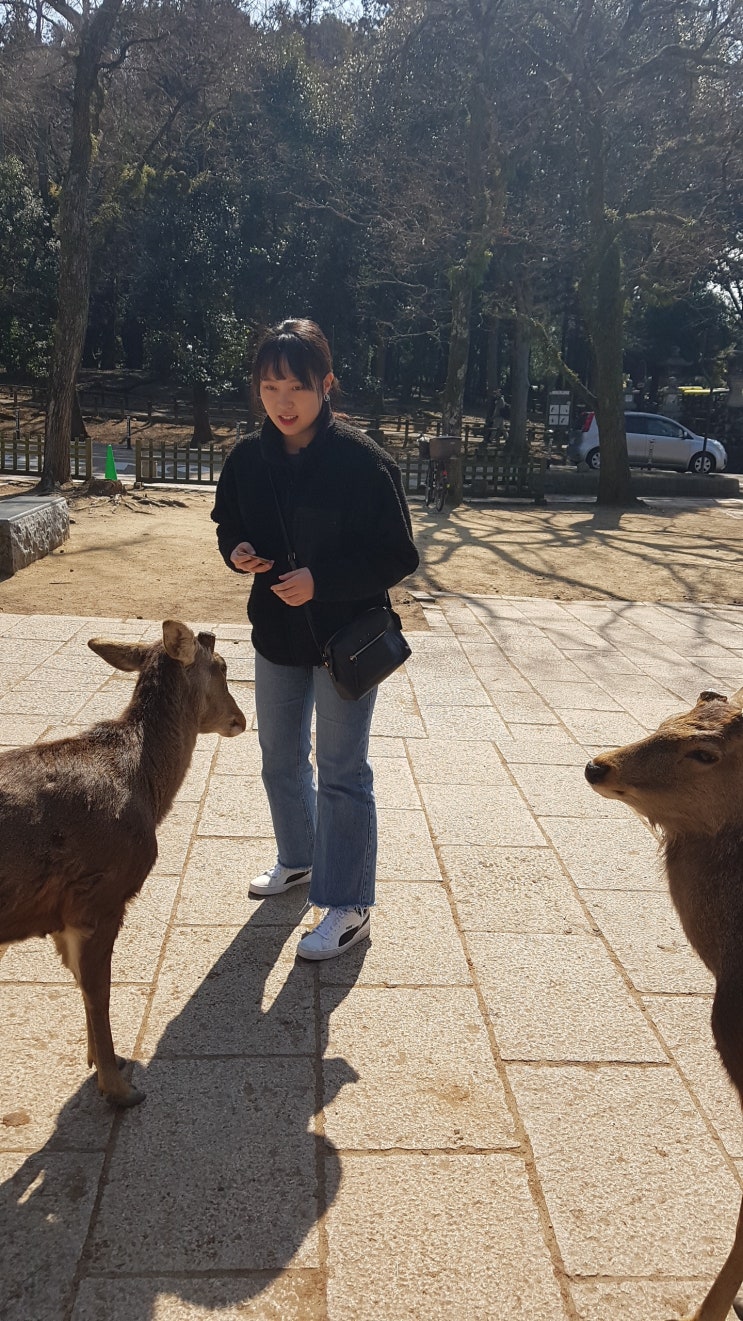 꼭 가봐야할 일본여행 추천지 나라 사슴공원 진짜 꼭 가보세요 ㅠㅠ!! (feat. 만년설 딸기)